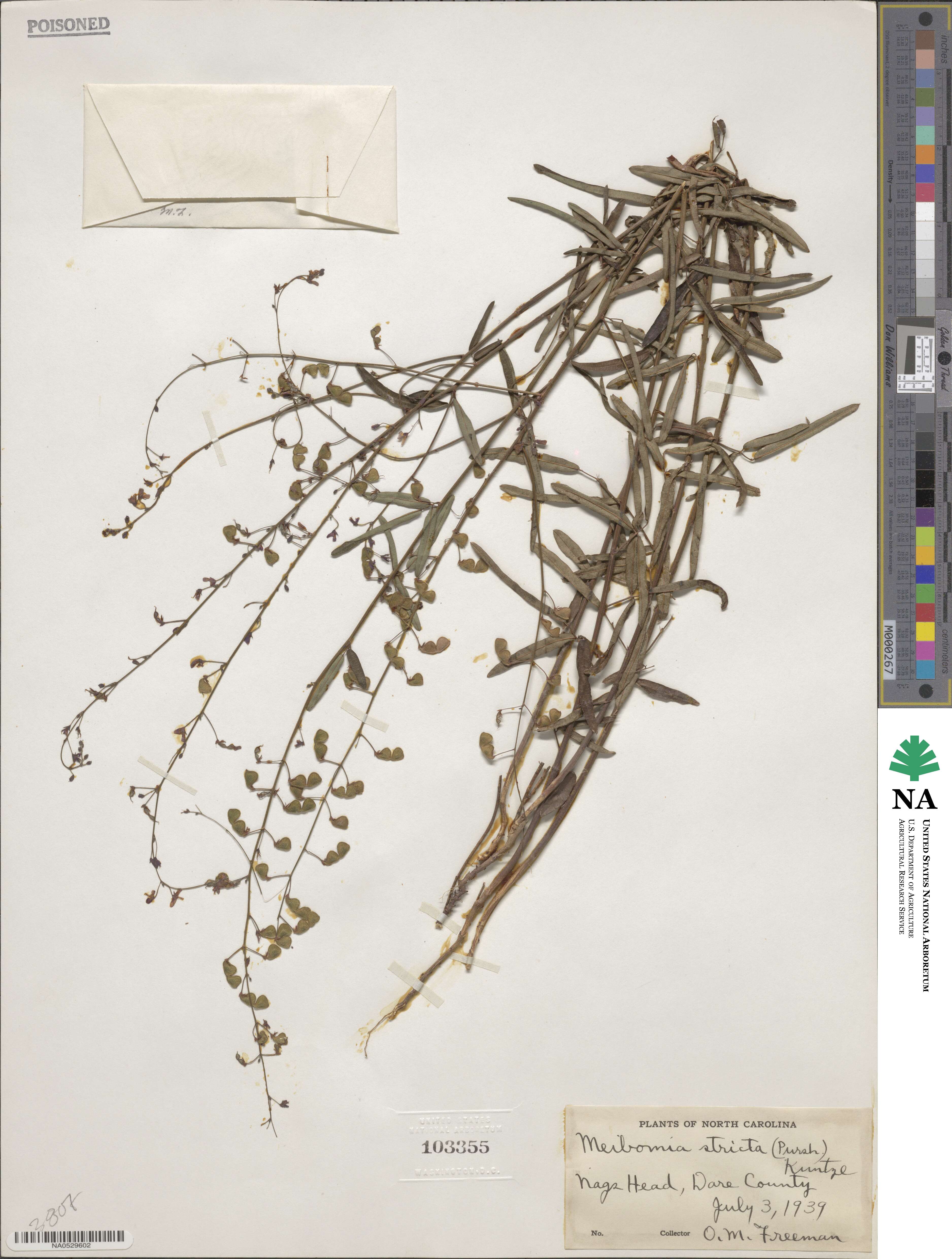 Desmodium strictum image