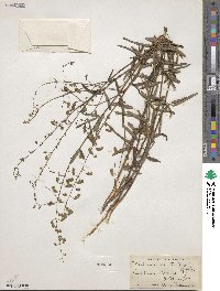 Desmodium strictum image