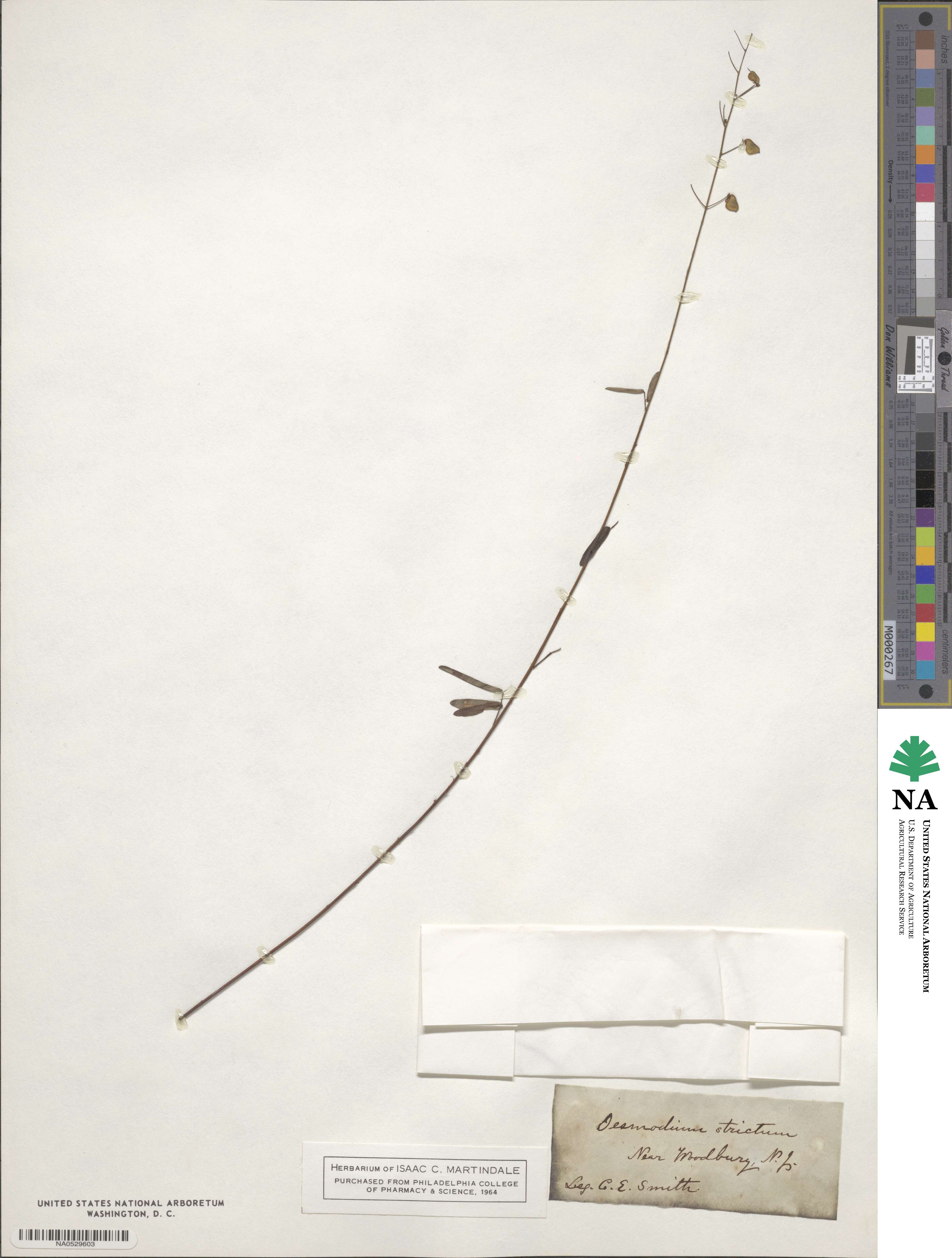 Desmodium strictum image