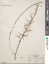 Desmodium strictum image