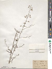 Desmodium strictum image