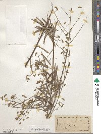 Desmodium strictum image