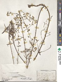 Desmodium strictum image