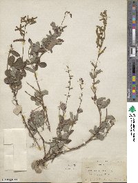 Desmodium incanum image