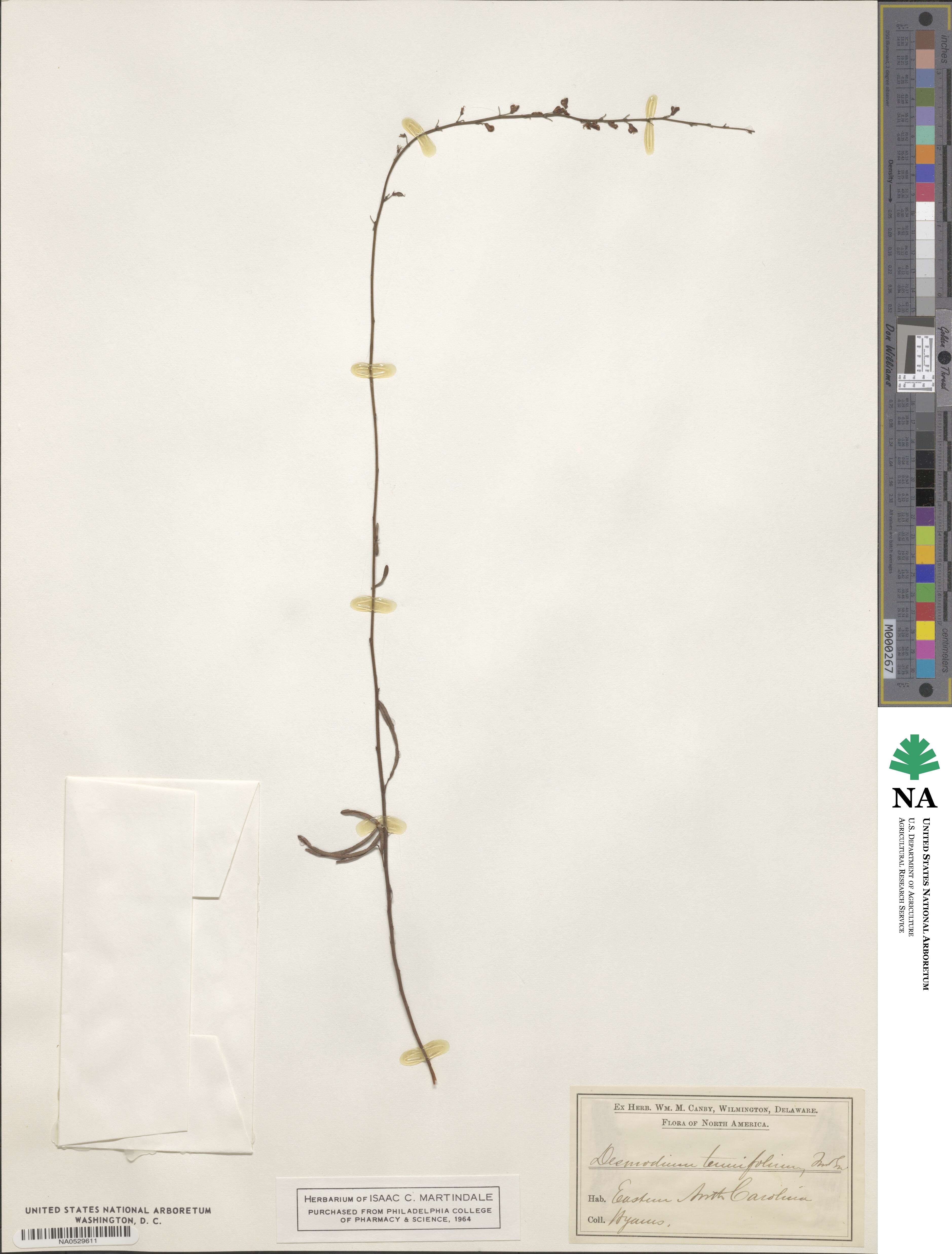 Desmodium tenuifolium image
