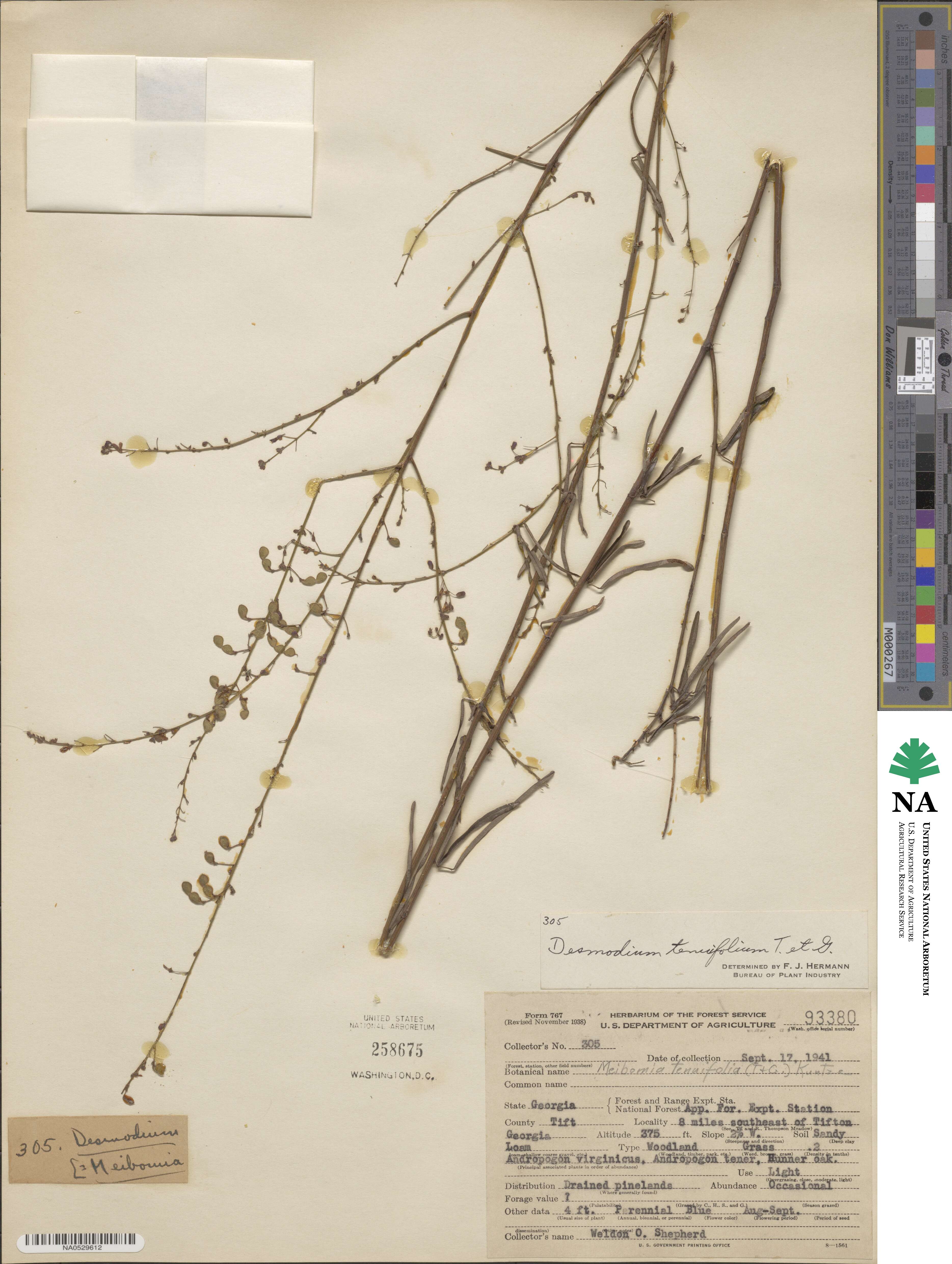 Desmodium tenuifolium image