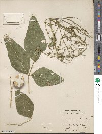 Desmodium tortuosum image