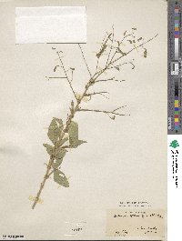 Desmodium tortuosum image