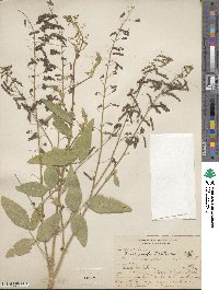 Desmodium tortuosum image