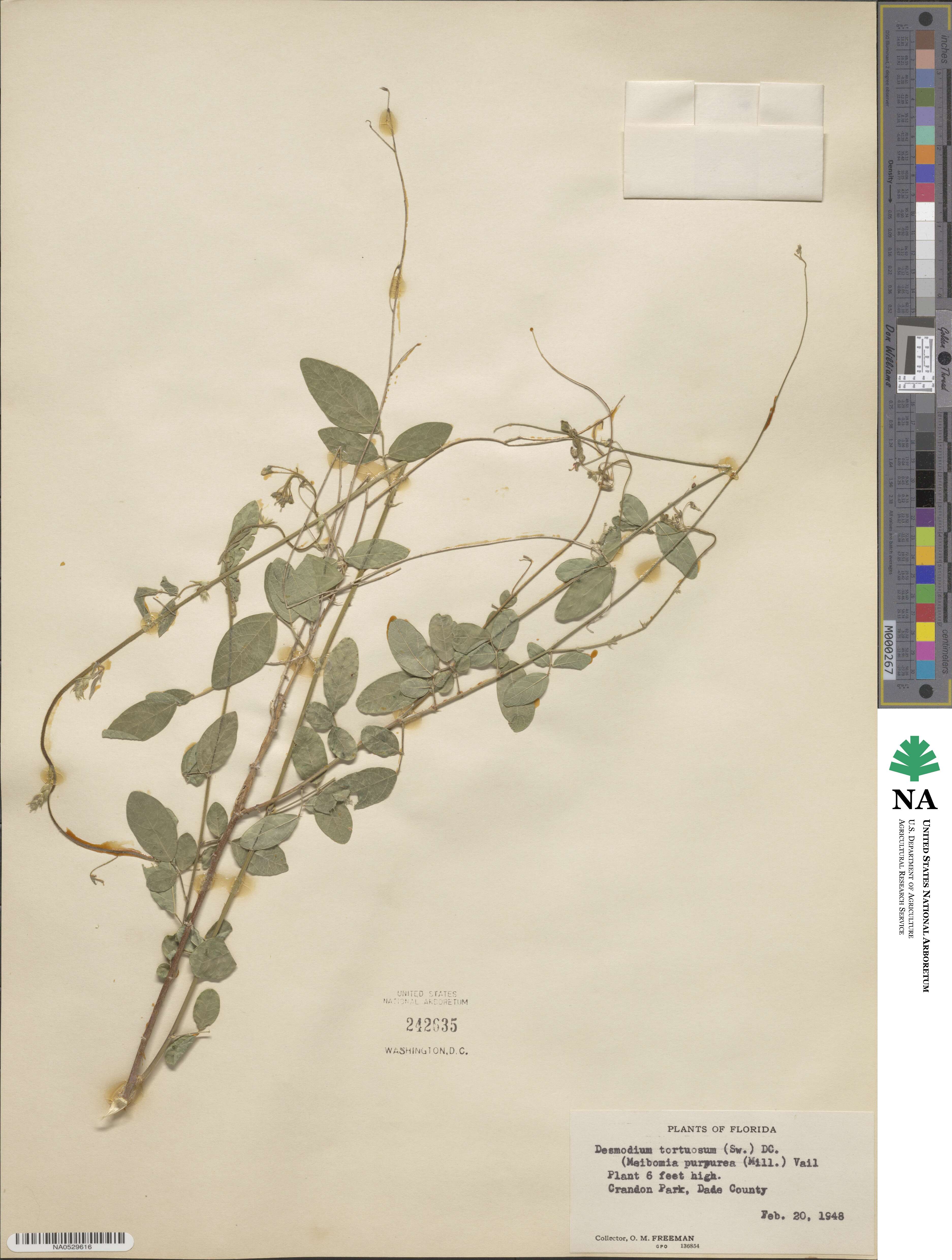 Desmodium tortuosum image