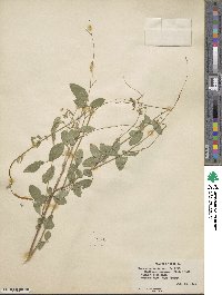 Desmodium tortuosum image