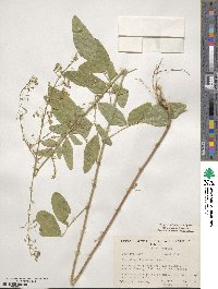 Desmodium tortuosum image