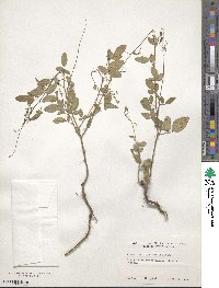 Desmodium tortuosum image