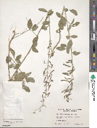 Desmodium tortuosum image