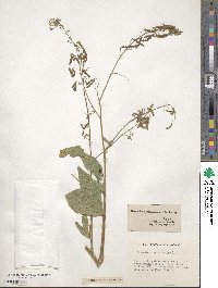 Desmodium tortuosum image