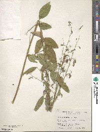 Desmodium tortuosum image