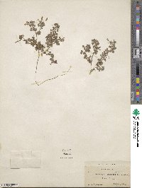 Desmodium triflorum image