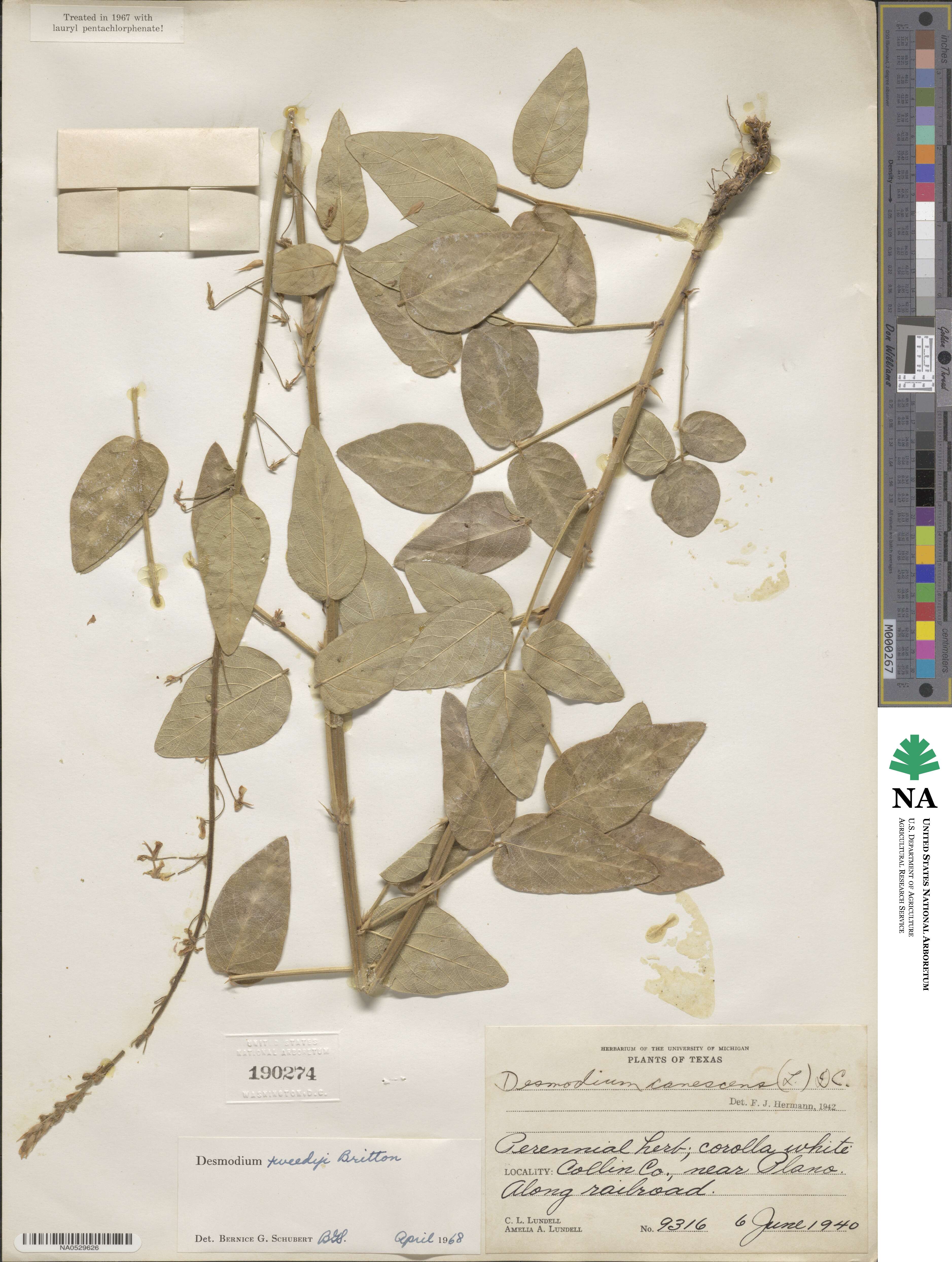 Desmodium tweedyi image