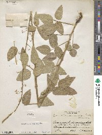 Desmodium tweedyi image