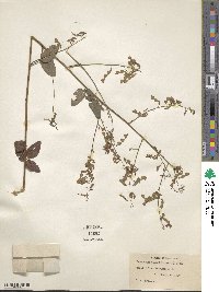 Desmodium viridiflorum image