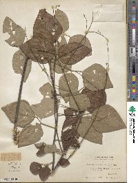 Desmodium viridiflorum image