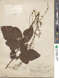 Desmodium viridiflorum image