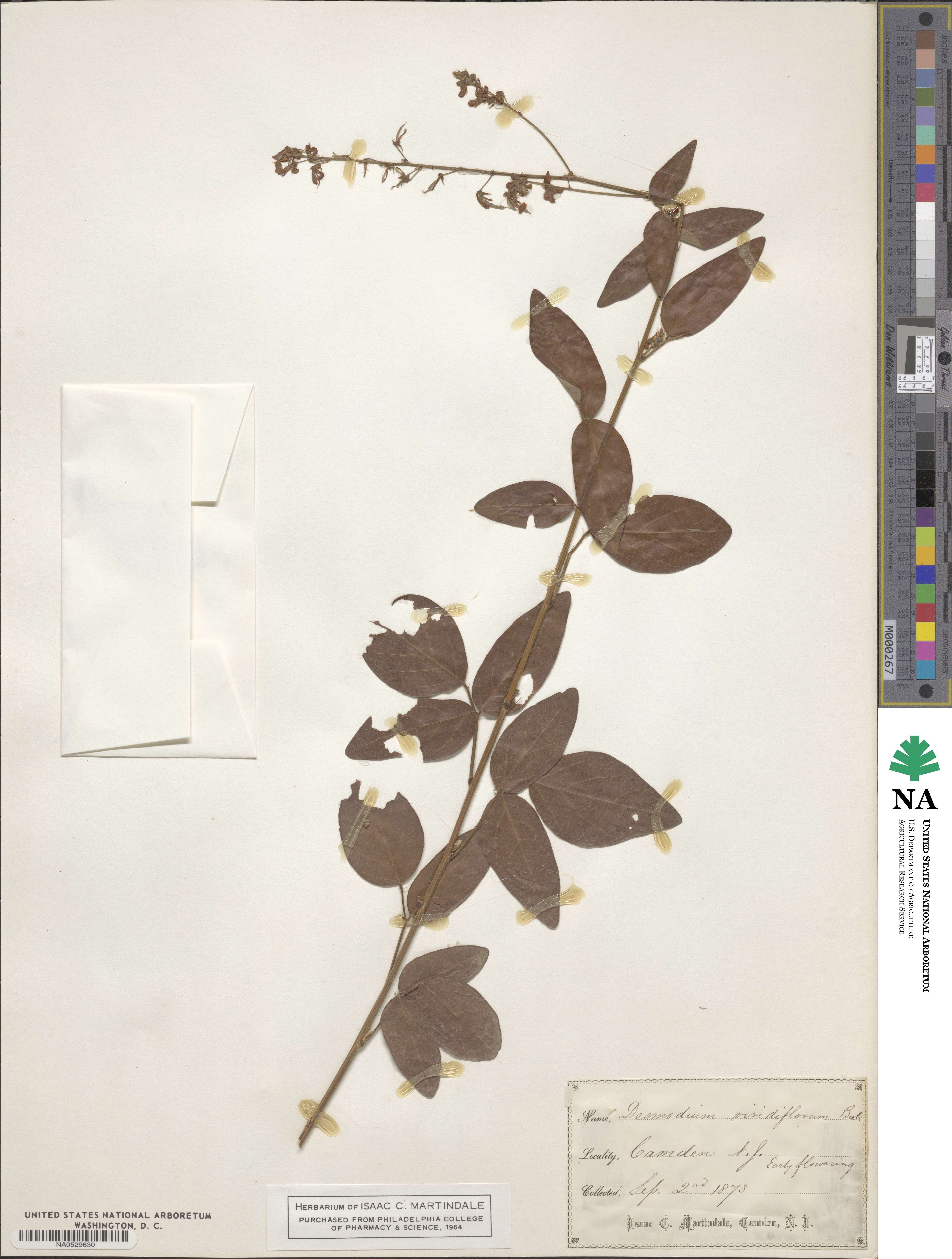 Desmodium viridiflorum image