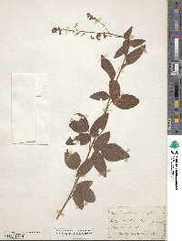 Desmodium viridiflorum image