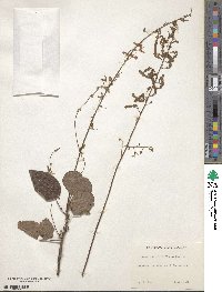 Desmodium viridiflorum image