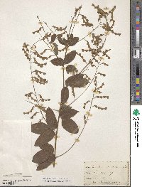 Desmodium viridiflorum image