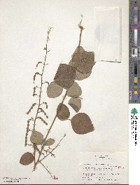 Desmodium viridiflorum image