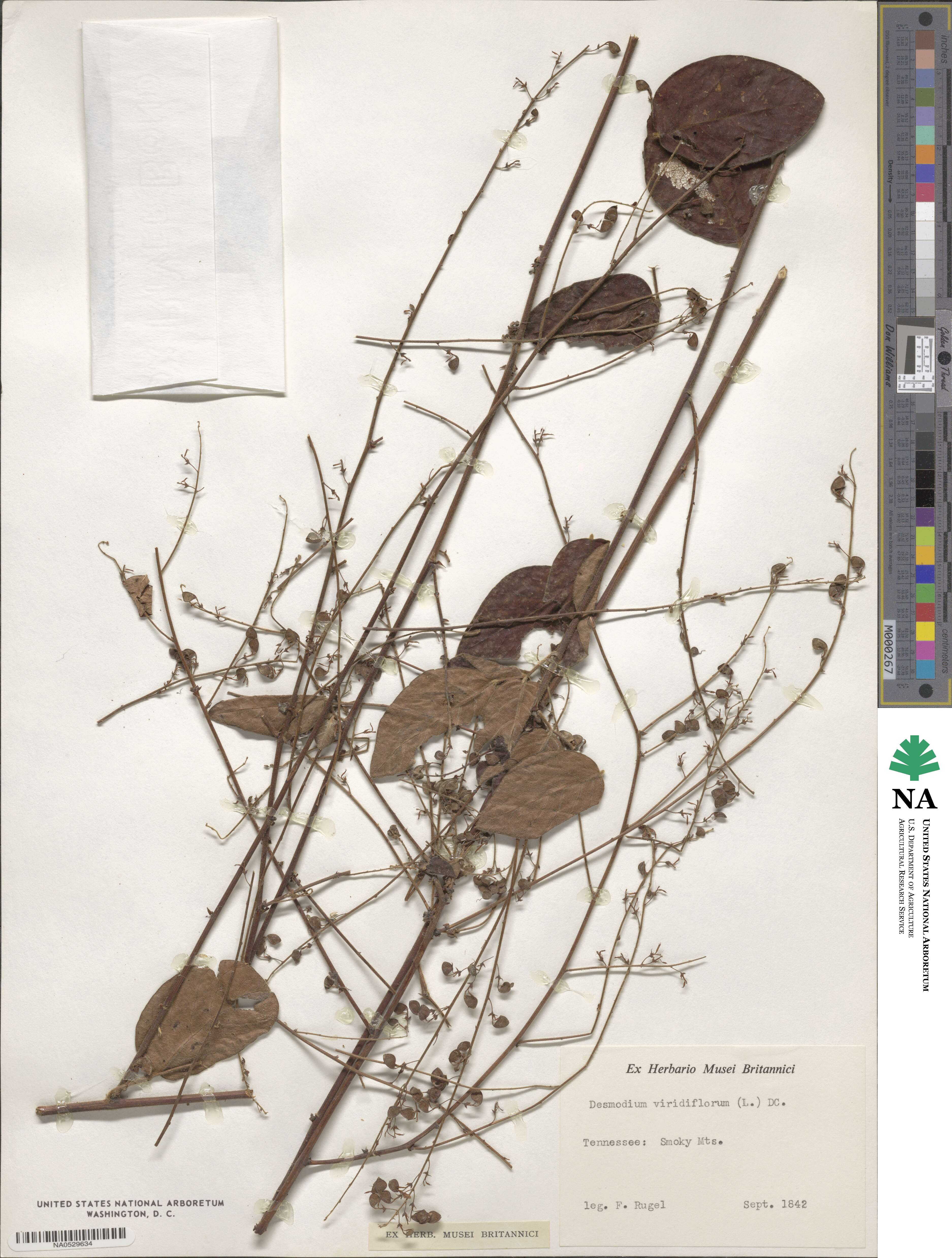 Desmodium viridiflorum image