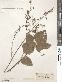 Desmodium viridiflorum image