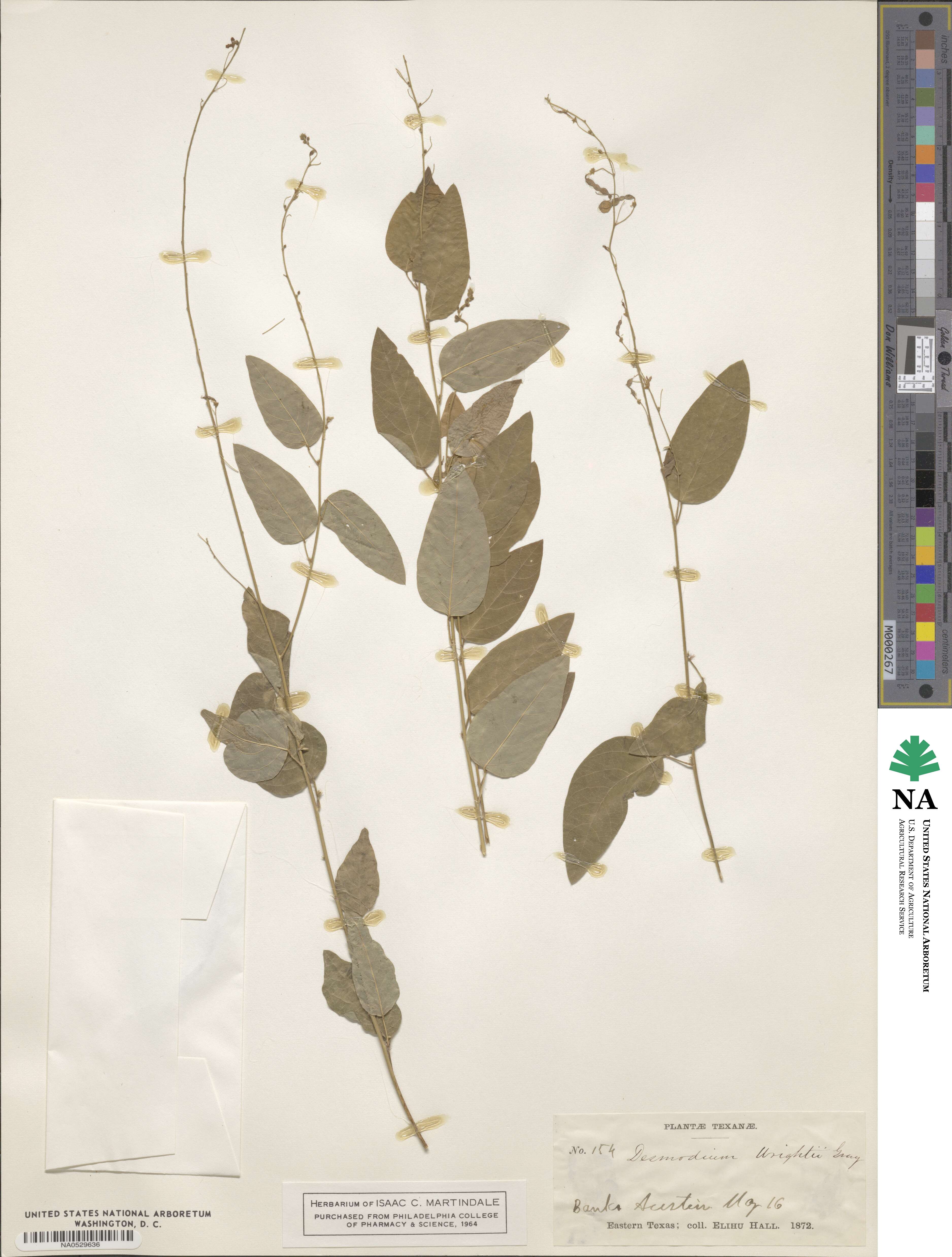 Desmodium psilophyllum image