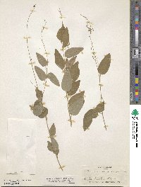 Desmodium psilophyllum image