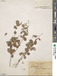 Desmodium affine image