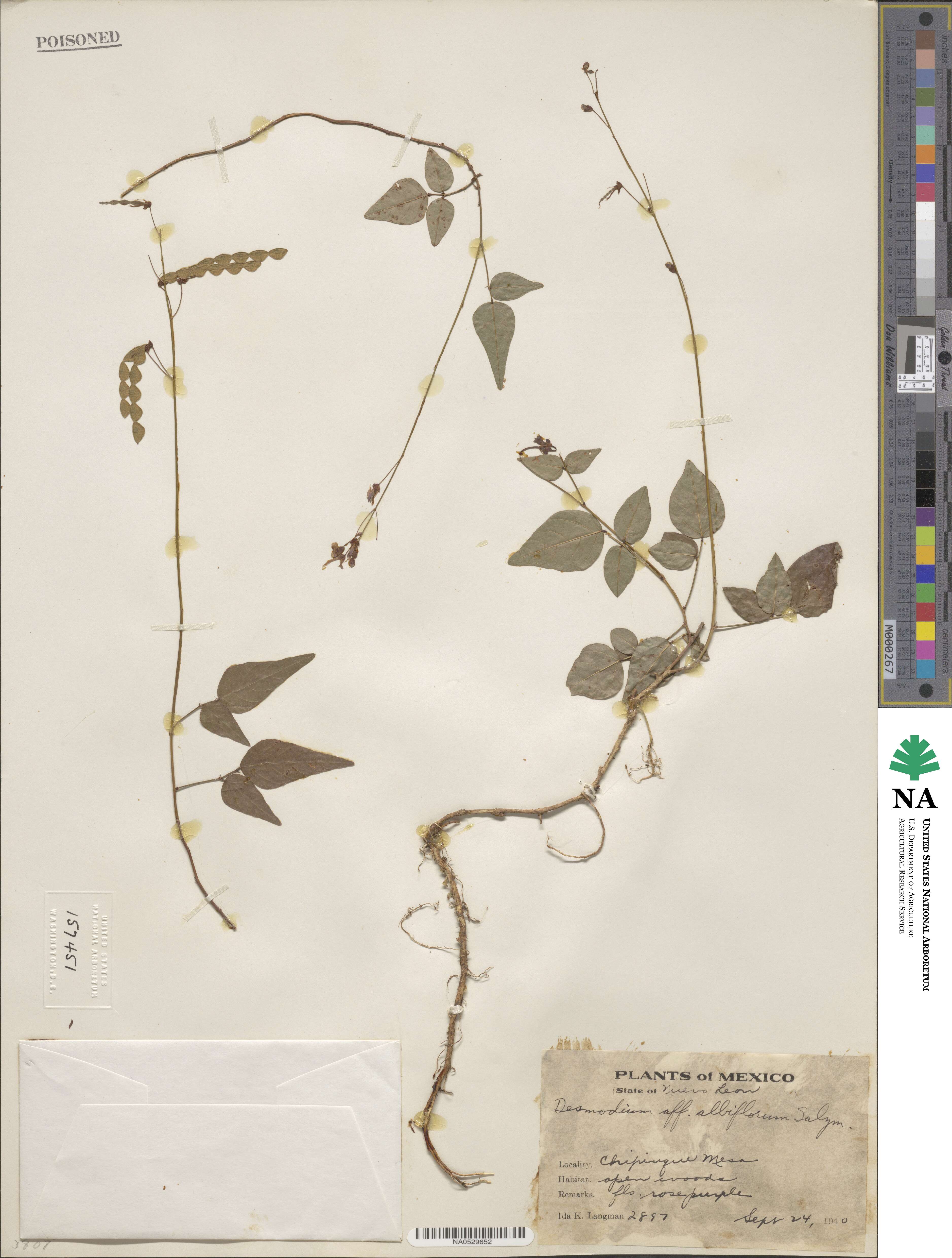 Desmodium albiflorum image