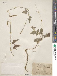 Image of Desmodium albiflorum