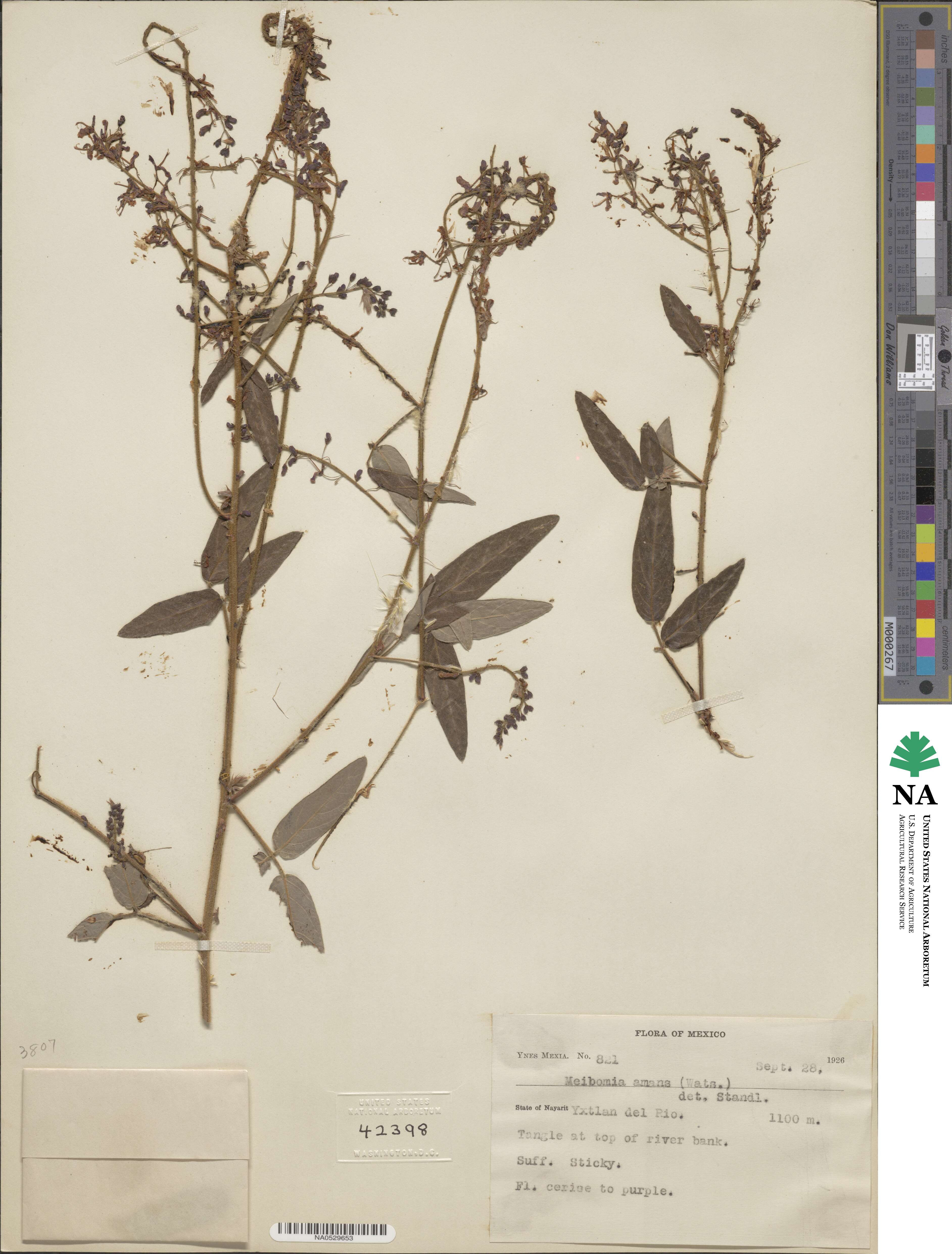 Desmodium hartwegianum image