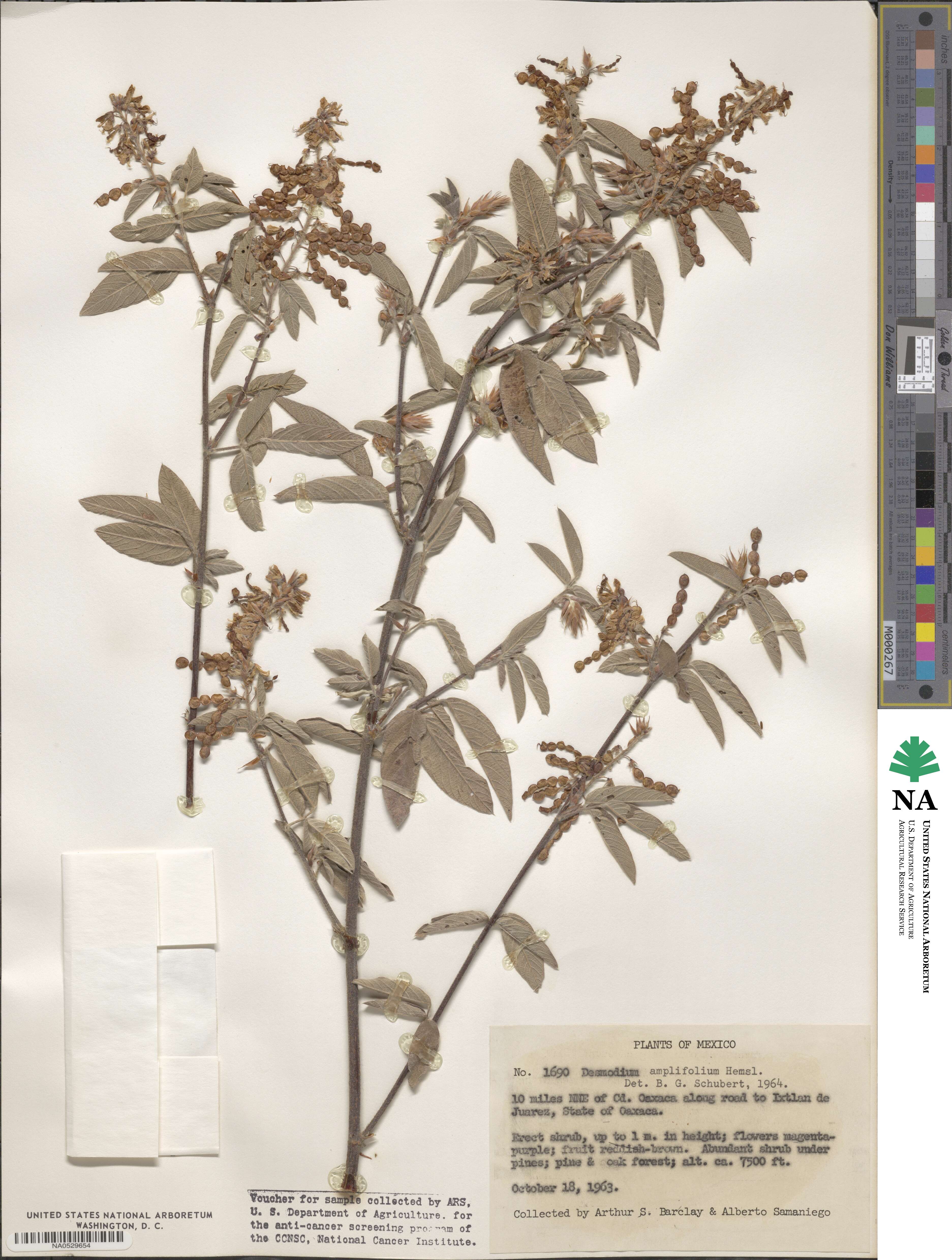 Desmodium amplifolium image