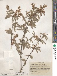 Image of Desmodium amplifolium