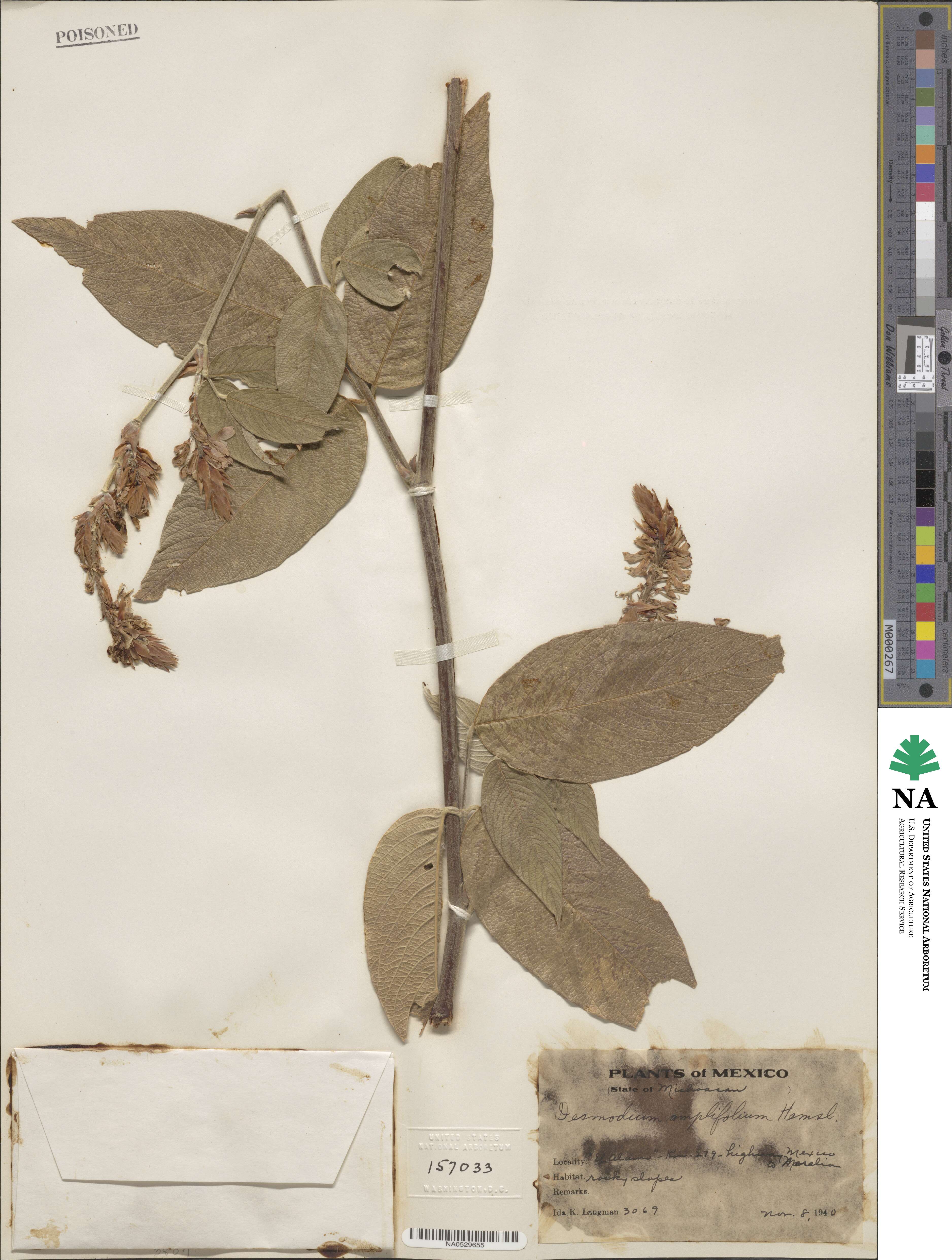 Desmodium amplifolium image