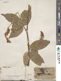 Desmodium amplifolium image