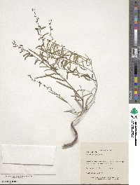 Desmodium angustifolium image