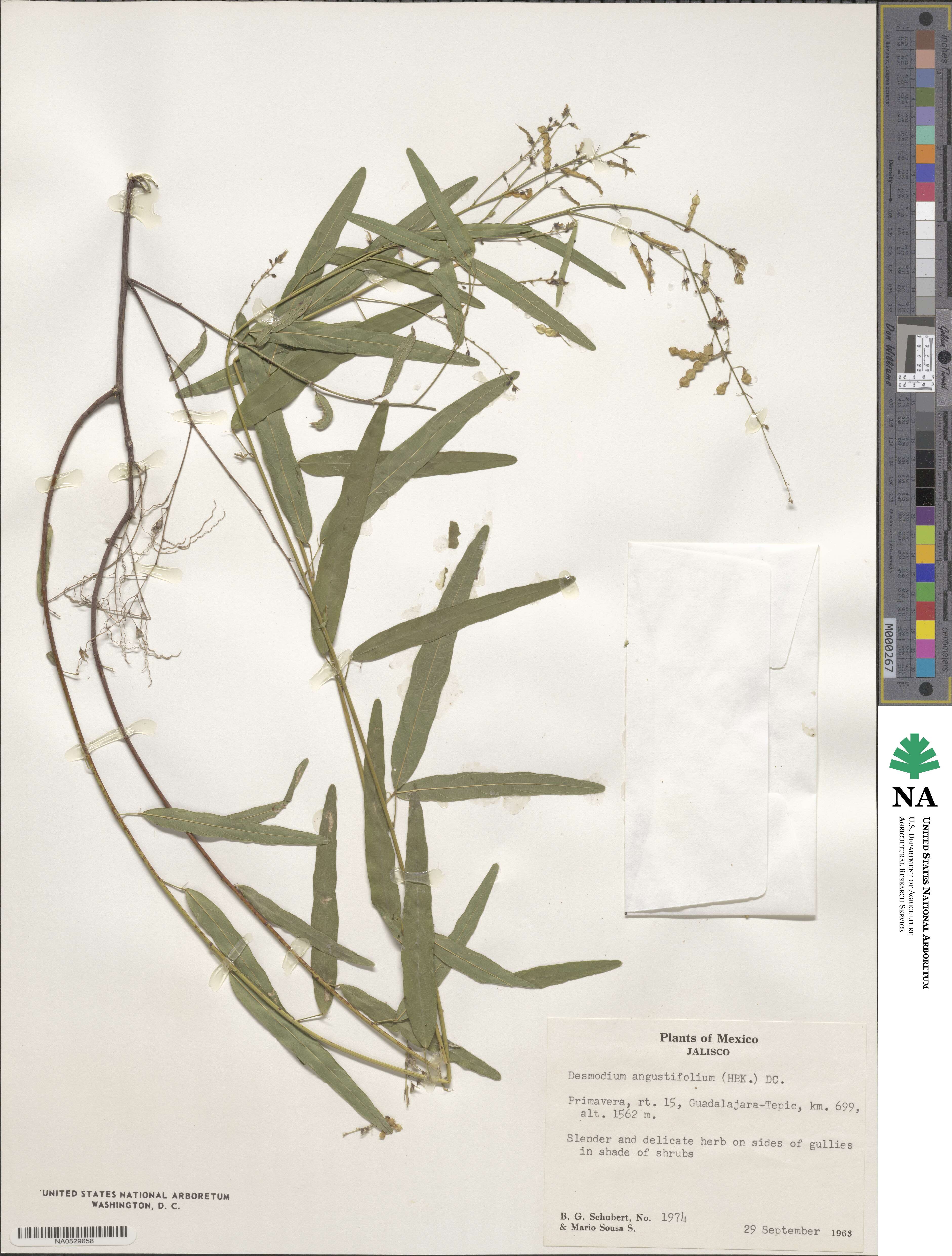 Desmodium angustifolium image