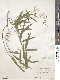 Desmodium angustifolium image