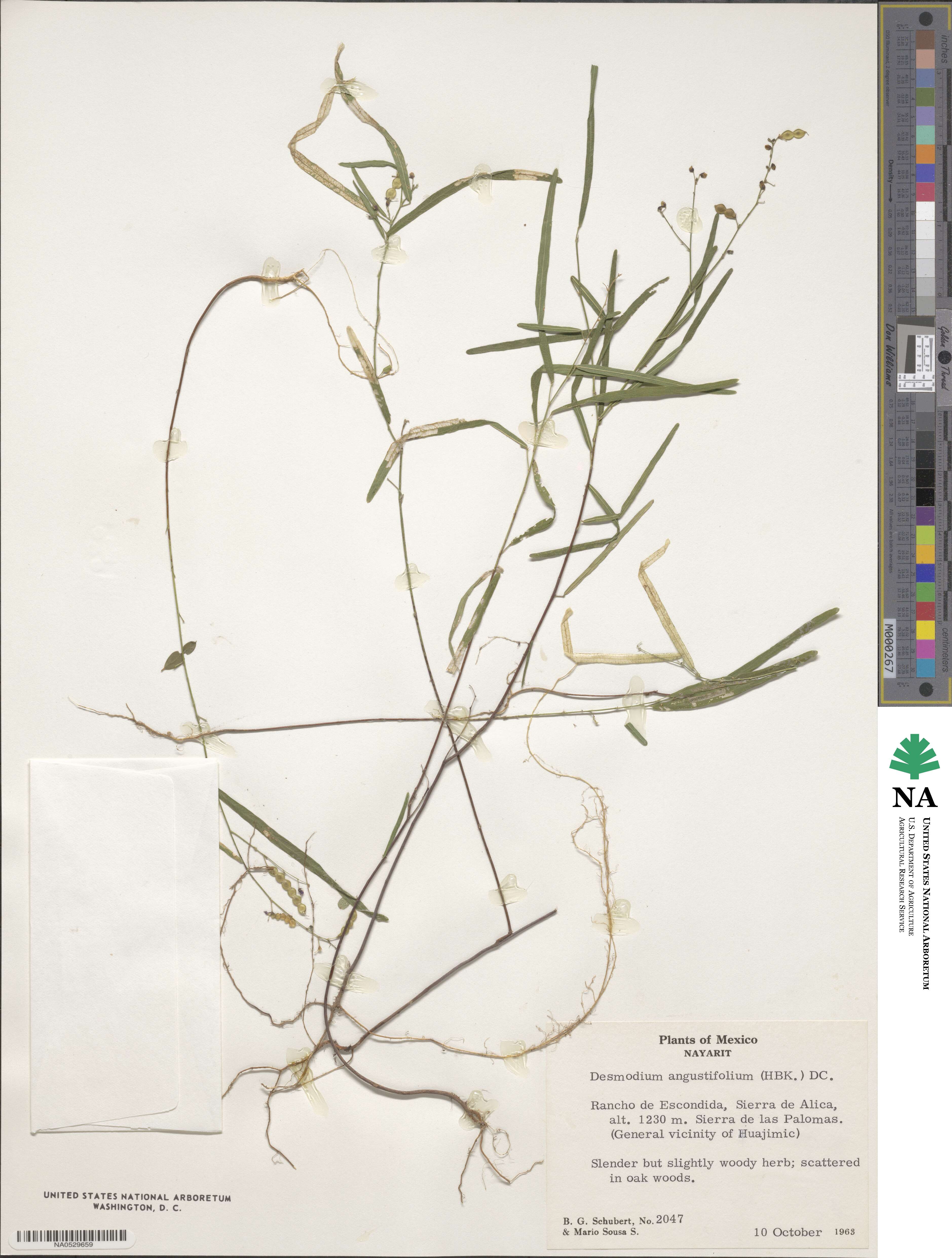 Desmodium angustifolium image