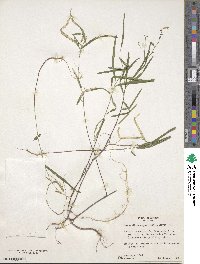 Desmodium angustifolium image