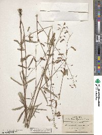 Desmodium arizonicum image