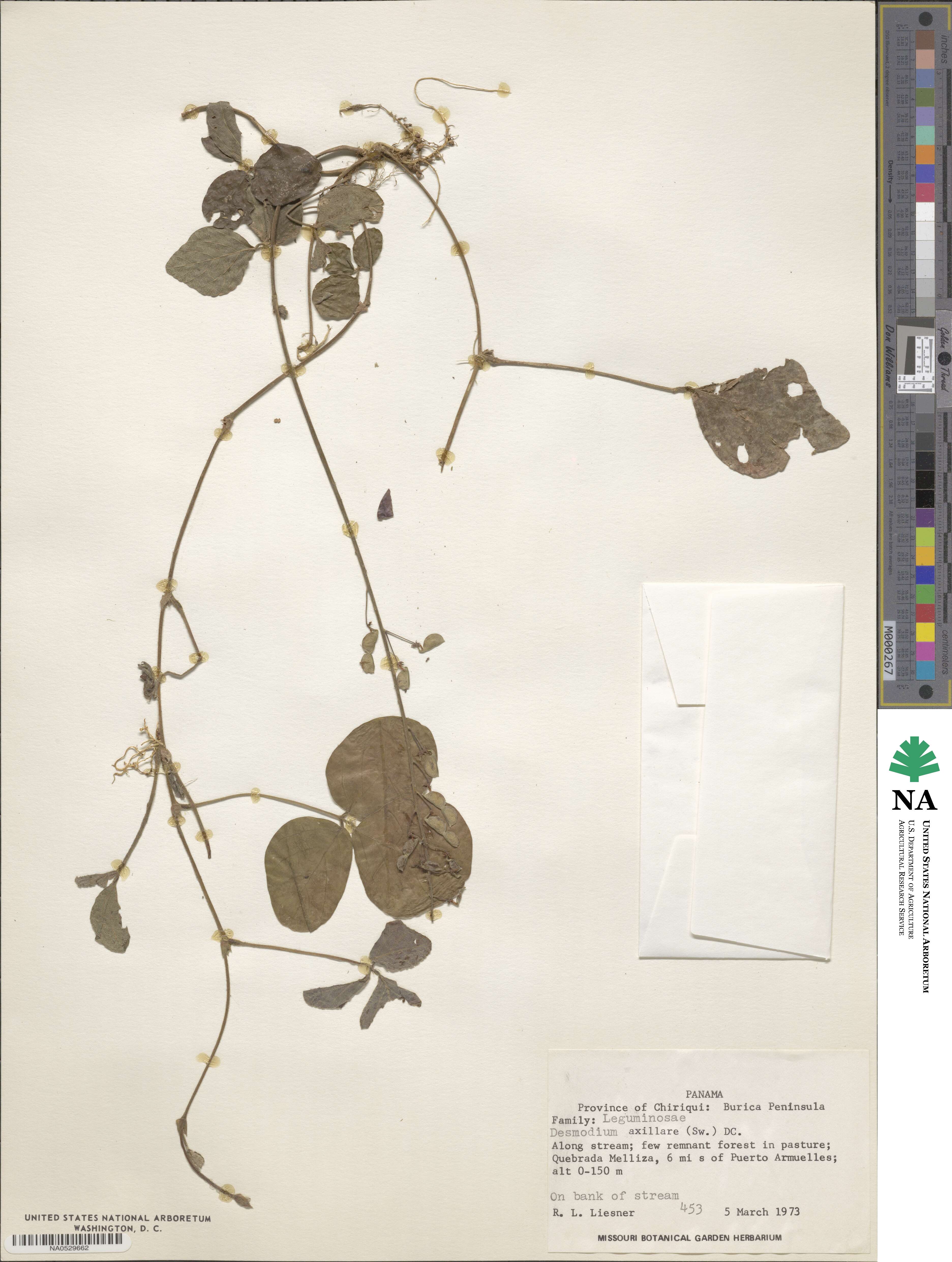 Desmodium axillare image